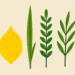 sukkot projects